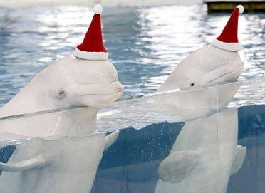 christmas-whale.jpg